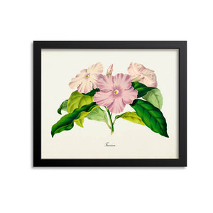 Franciscea Flower Art Print