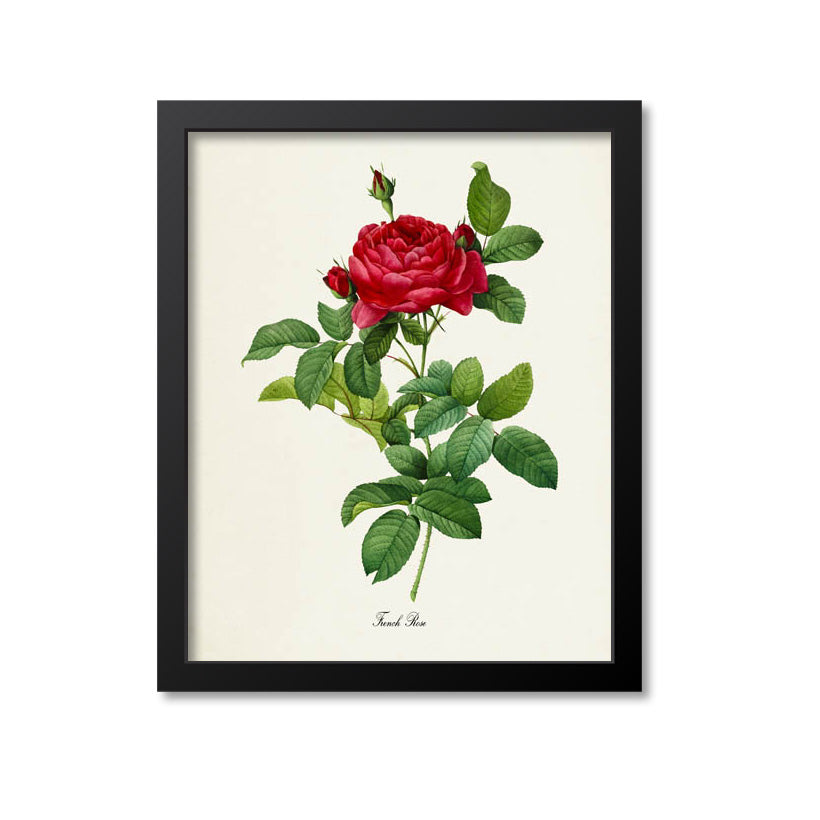 French Rose Flower Art Print – Print A Patent