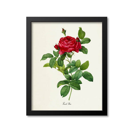 French Rose Flower Art Print