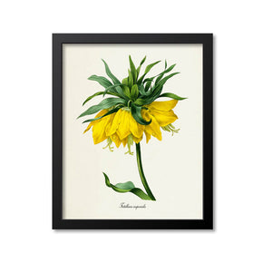 Crown imperial fritillary Flower Art Print, Yellow