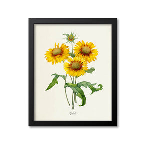 Galardia Flower Art Print