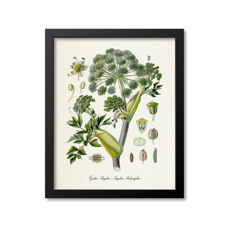 Garden Angelica Botanical Print, Wild Celery