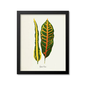 Garden Croton Art Print
