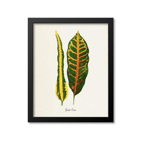 Garden Croton Art Print