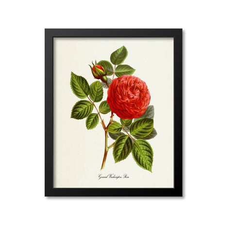 General Washington Rose Flower Art Print