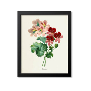 Geranium Flower Art Print