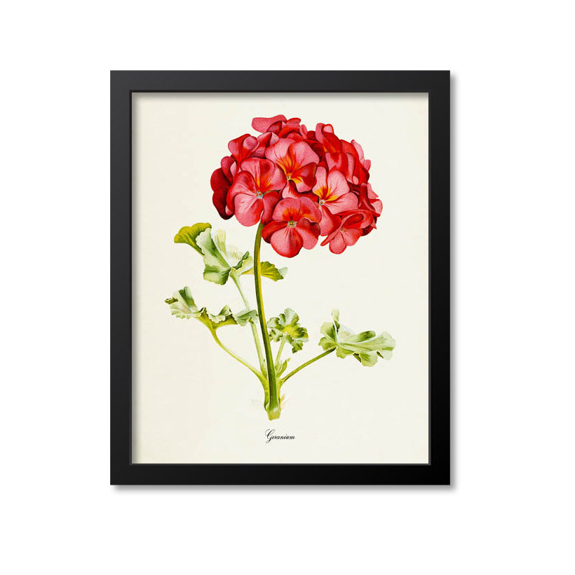 Geranium Flower Art Print, Red
