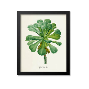 Giant Velvet Rose Art Print, Succulent