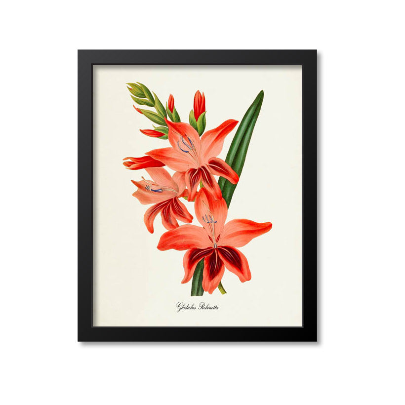 Gladiolus Robinetta Flower Art Print