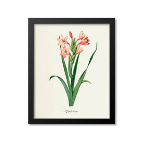 Gladiola Flower Art Print