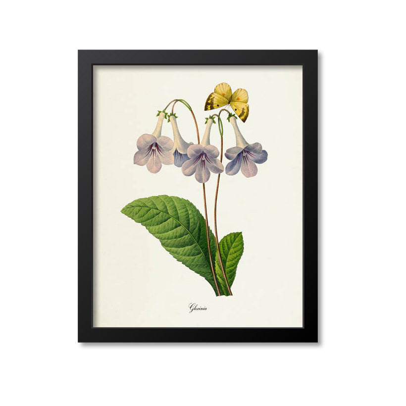 Gloxinia Flower Art Print