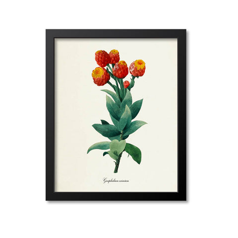 Gnaphalium eximium Flower Art Print