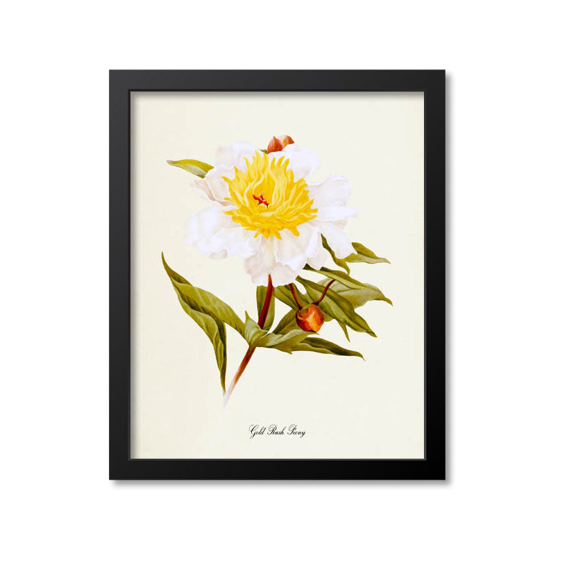 Gold Rush Peony Flower Art Print