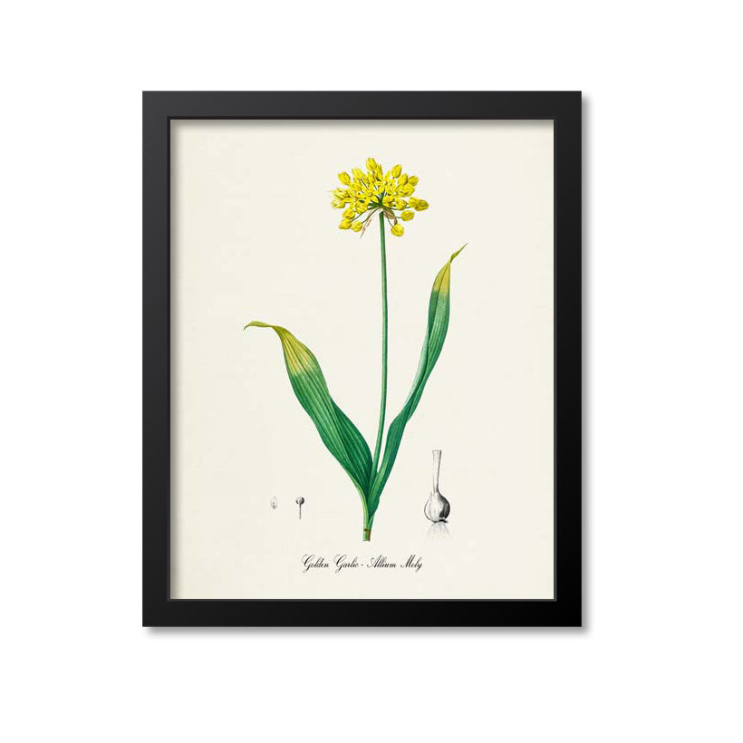 Golden Garlic Botanical Print
