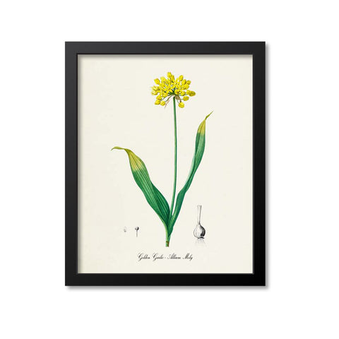 Golden Garlic Botanical Print