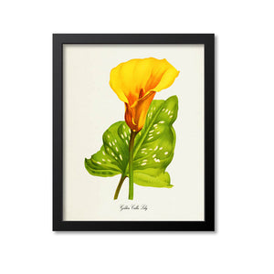 Golden Calla Lily Flower Art Print