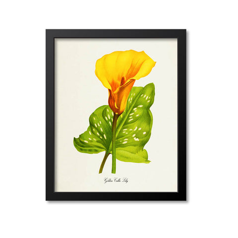 Golden Calla Lily Flower Art Print