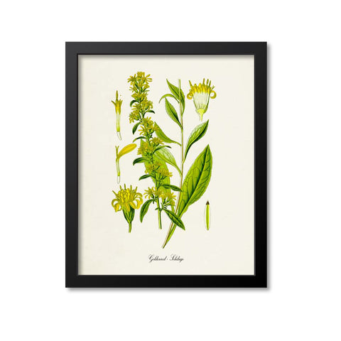 Goldenrod Flower Art Print