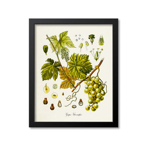 Grapes Botanical Print