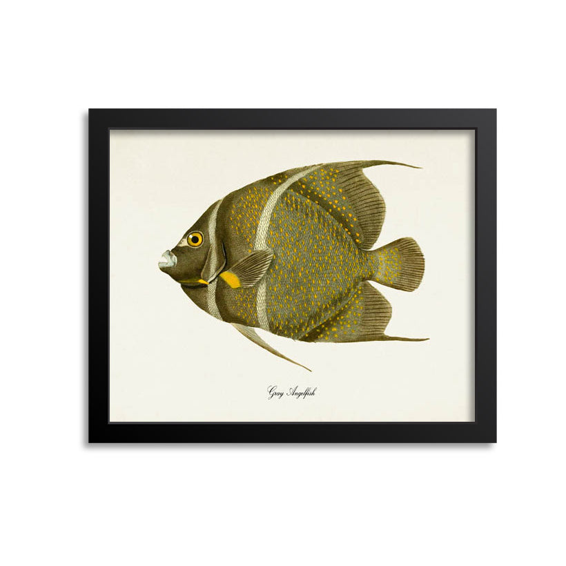 Gray Angelfish Art Print