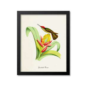 Green-backed Firecrown Hummingbird Print