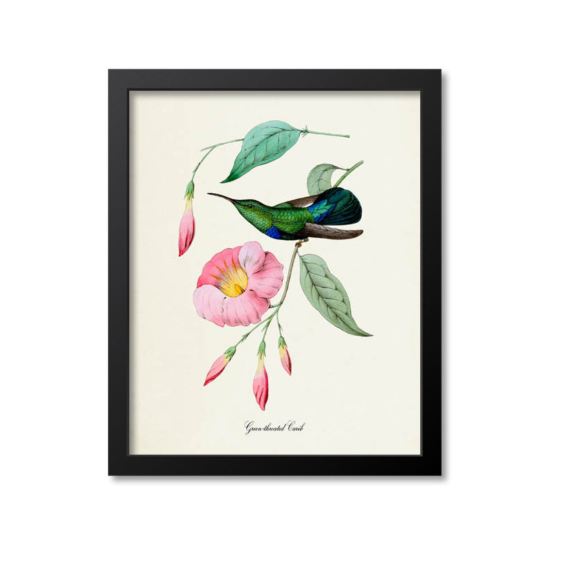 Green-throated Carib Hummingbird Print
