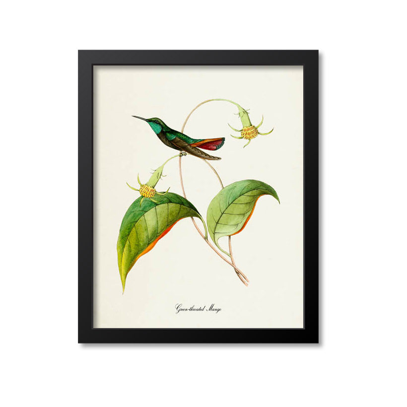 Green-throated Mango Hummingbird Print