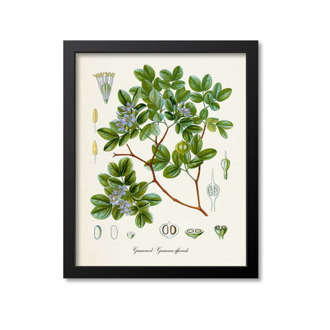 Guaiacwood Botanical Print