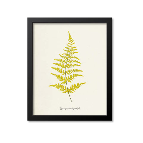 Fern Art Print - Gymnogramma chrysophylla