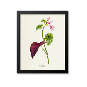 Hardy Begonia Flower Art Print