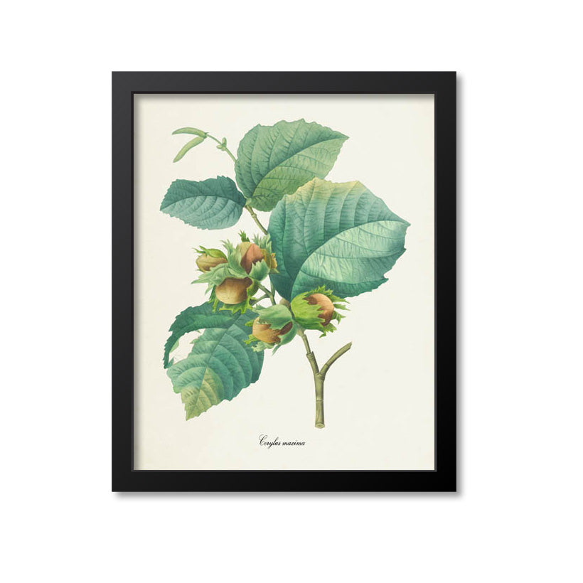 Hazelnut Botanical Print