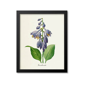Daylily Flower Art Print