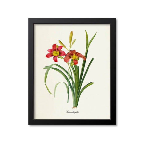 Orange Daylily Flower Art Print