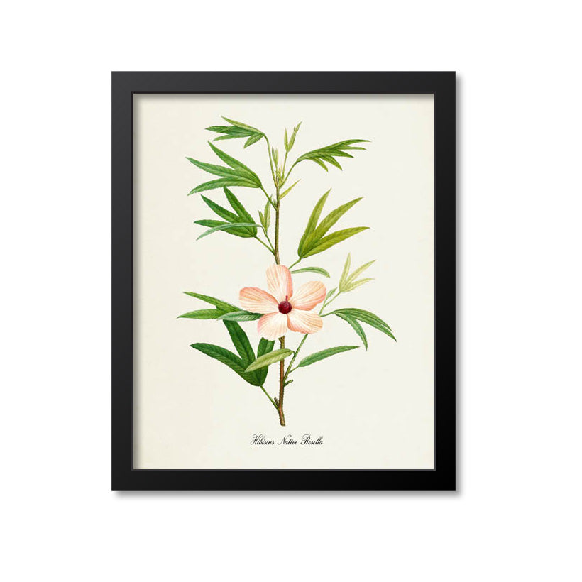 Hibiscus Native Rosella Flower Art Print