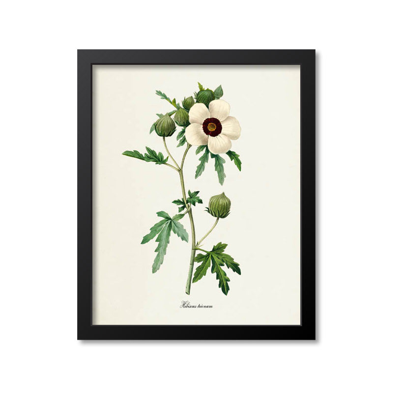 Flower of an Hour Flower Art Print
