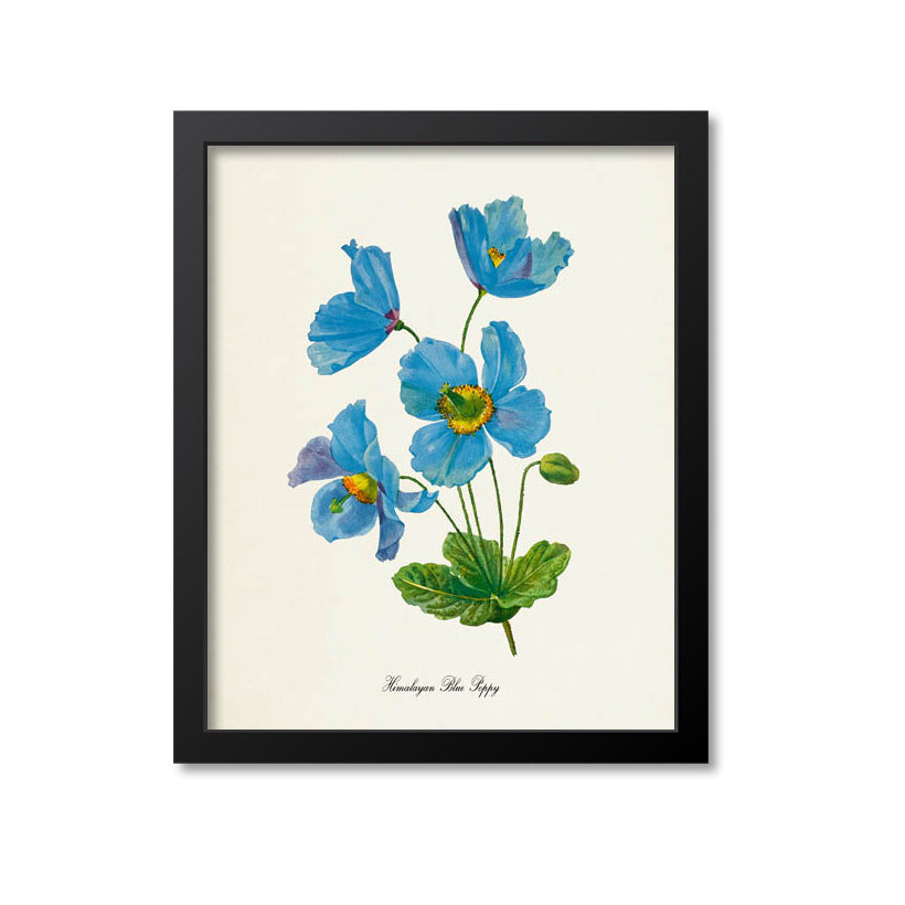 Himalayan Blue Poppy Flower Art Print