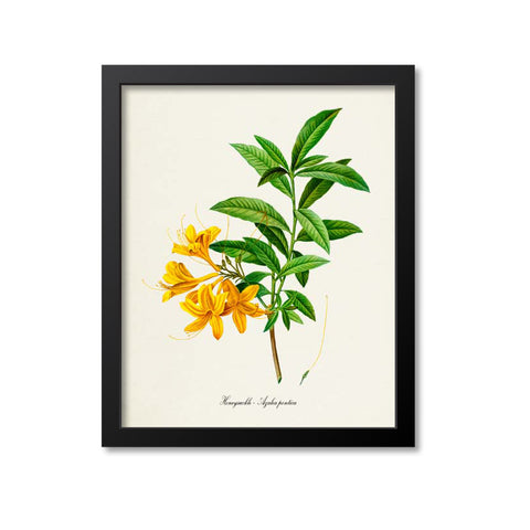 Honeysuckle Flower Art Print