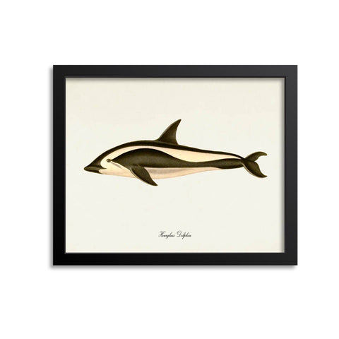 Hourglass Dolphin Art Print