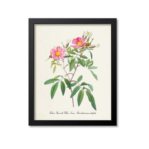 Hudson Rose with Willow Leaves Flower Art Print