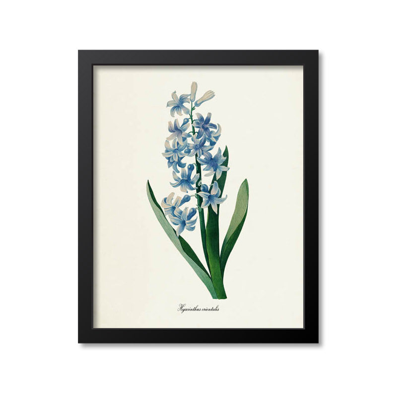Common Hyacinth Flower Art Print
