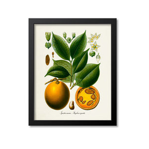 Ignatia amara - Strychnos ignatii Botanical Art Print