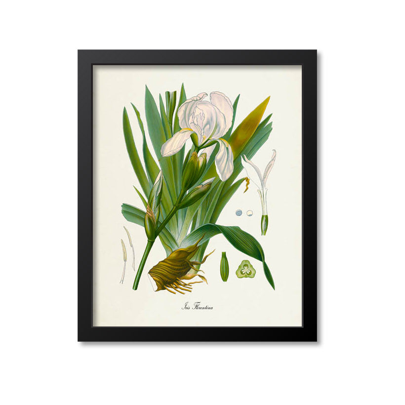 Iris Florentina Botanical Print
