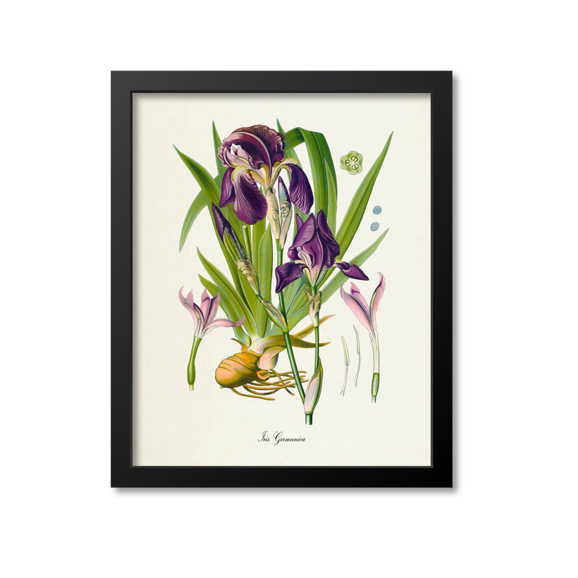 Iris Germanica Botanical Print