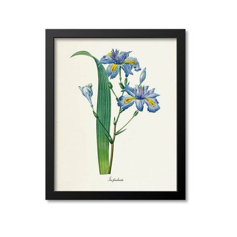 Fringed Iris Flower Art Print, Japanese Iris, Butterfly Flower