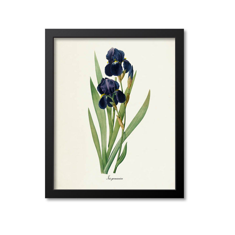 Bearded Iris Flower Art Print, German Iris