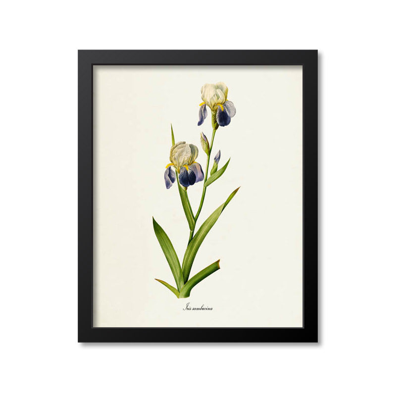 Elder Scented Iris Flower Art Print