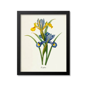 Spanish Iris Flower Art Print