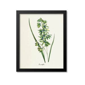 Corn Lily Flower Art Print, Turquoise