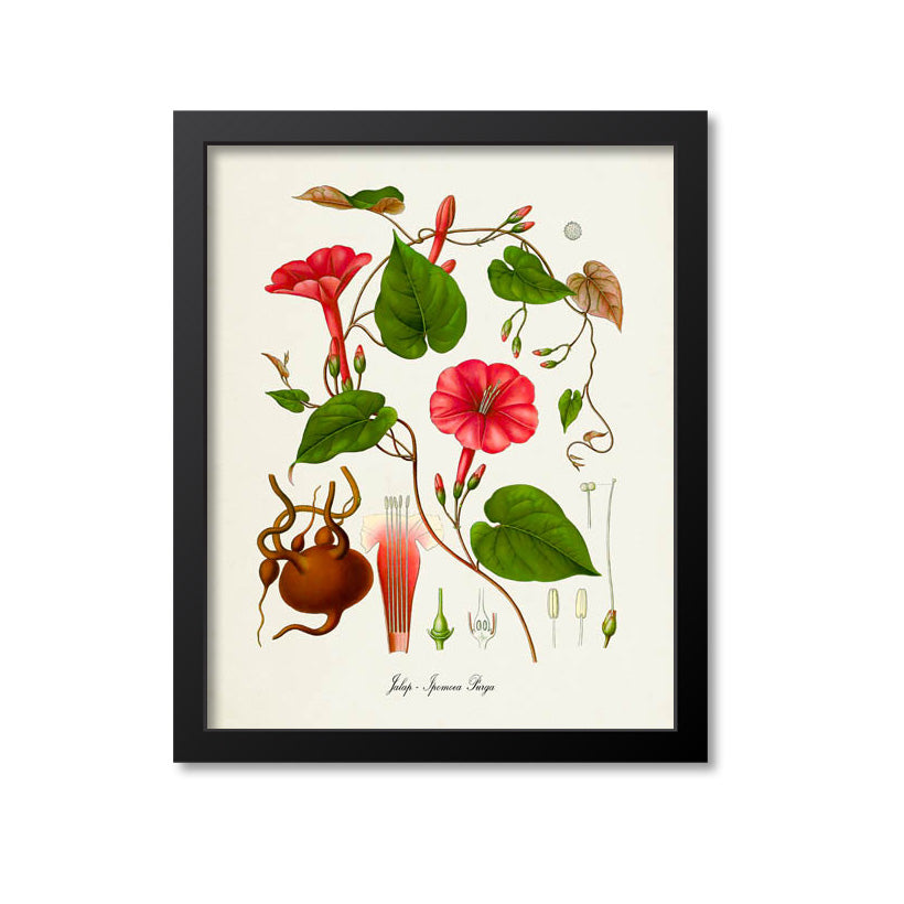 Jalap Botanical Print