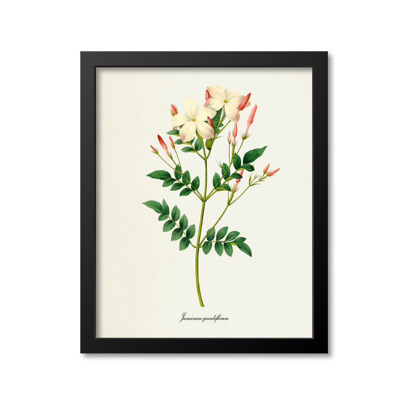 Spanish jasmine Flower Art Print